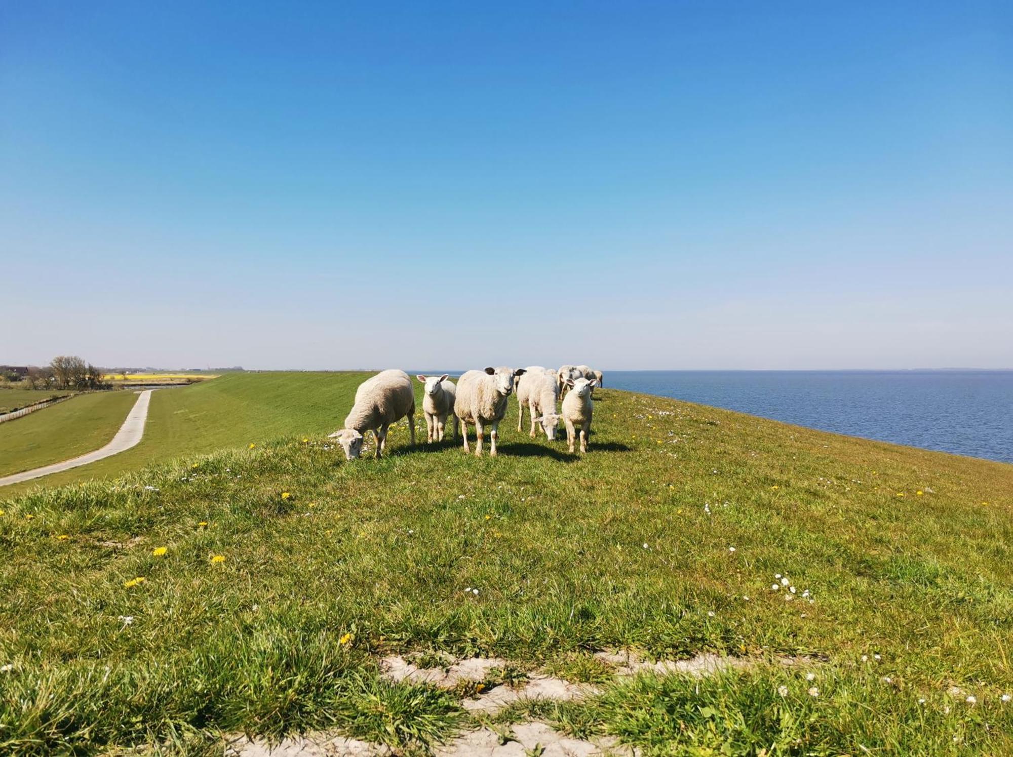 Fischerhaeuschen Am Kurpark Neuharlingersiel Exterior foto